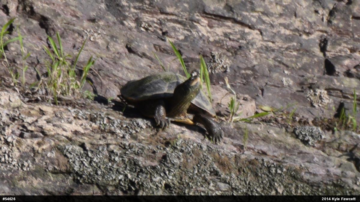 Northern Map Turtle