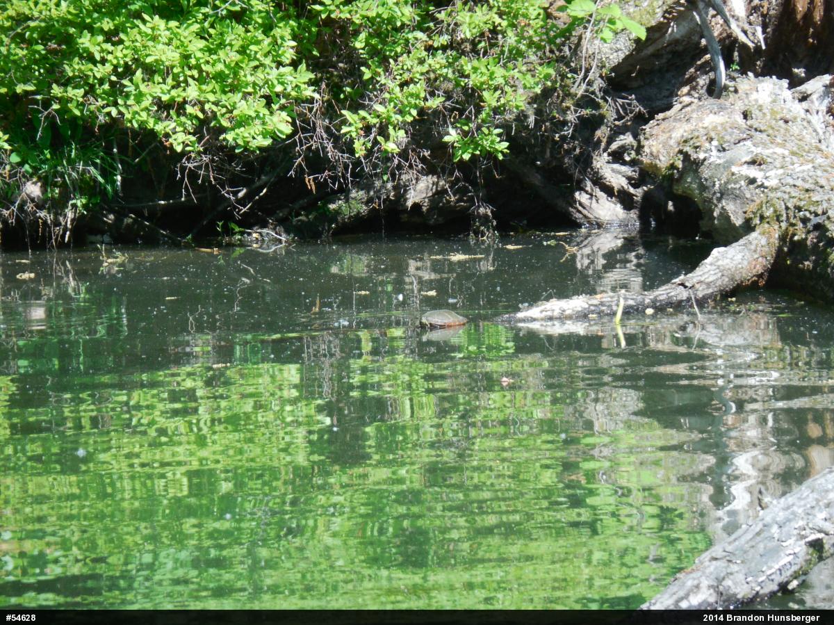 Midland Painted Turtle