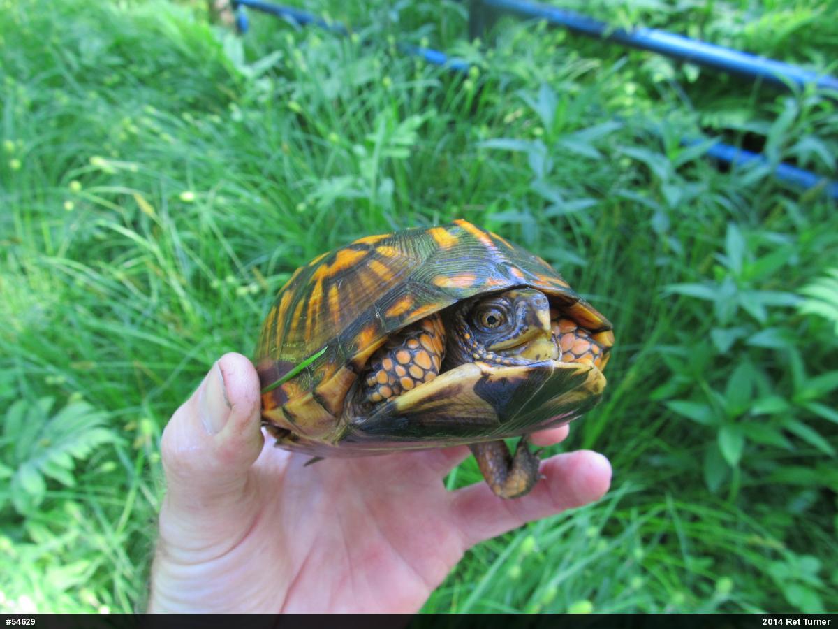 Eastern Box Turtle