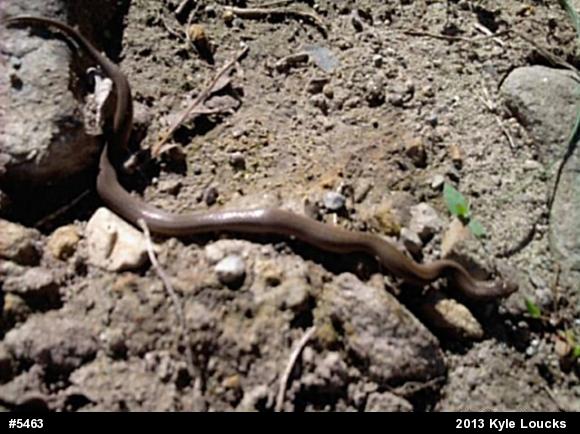 Mountain Earthsnake