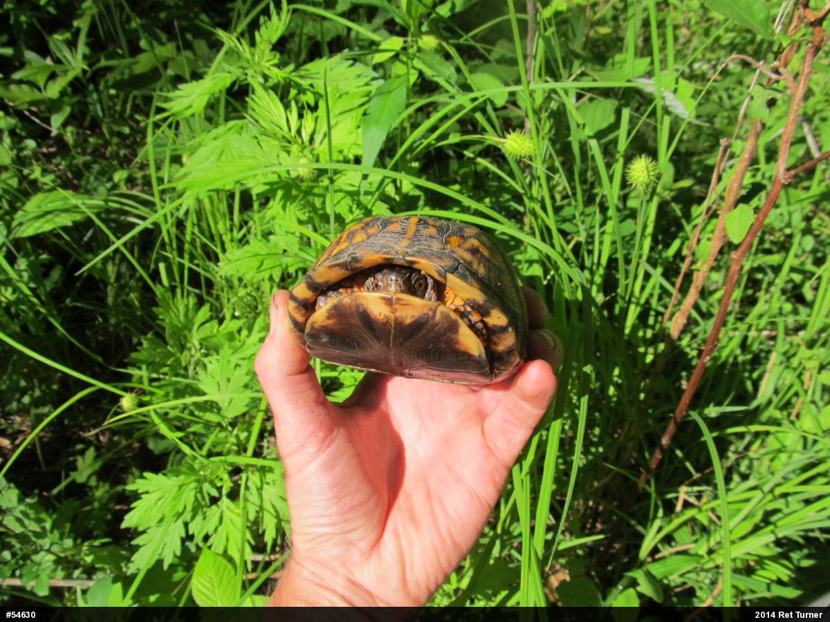 Eastern Box Turtle