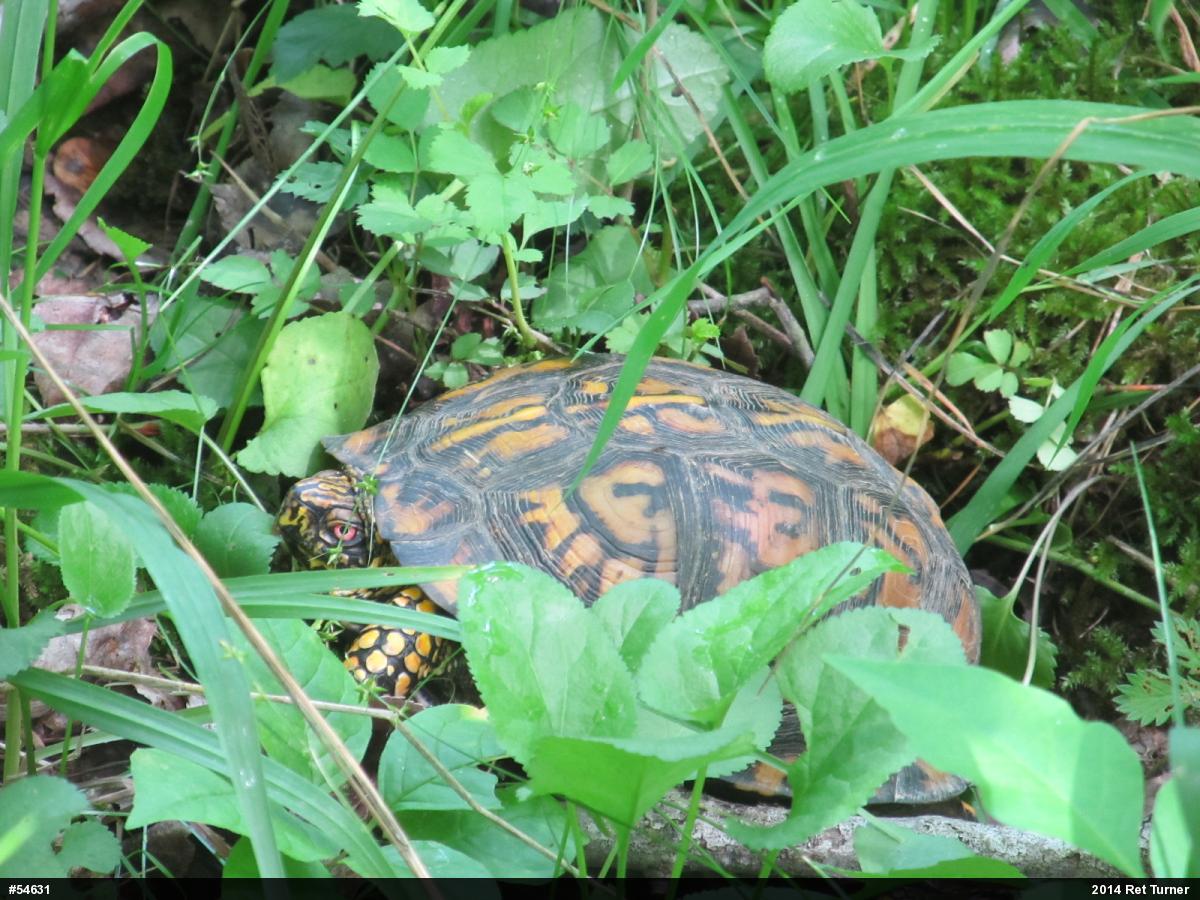 Eastern Box Turtle
