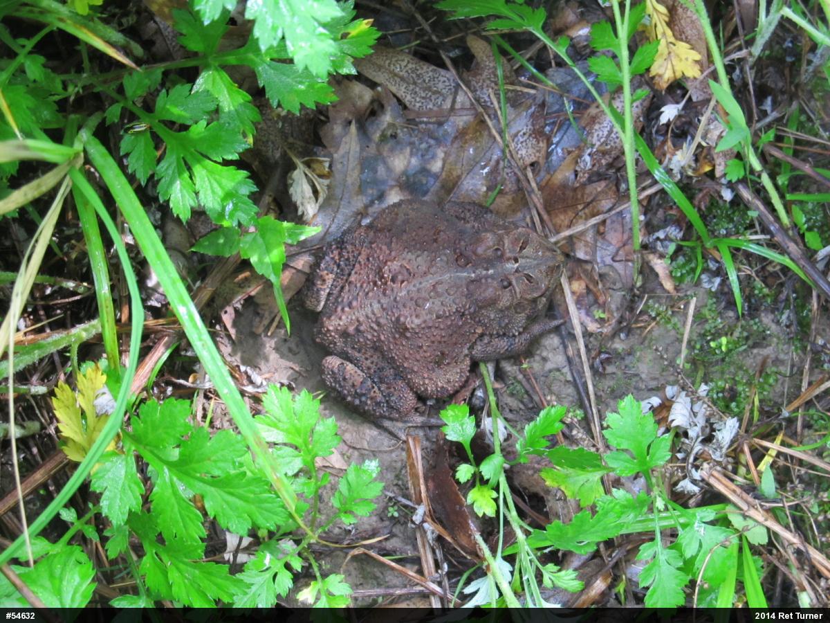 Eastern American Toad