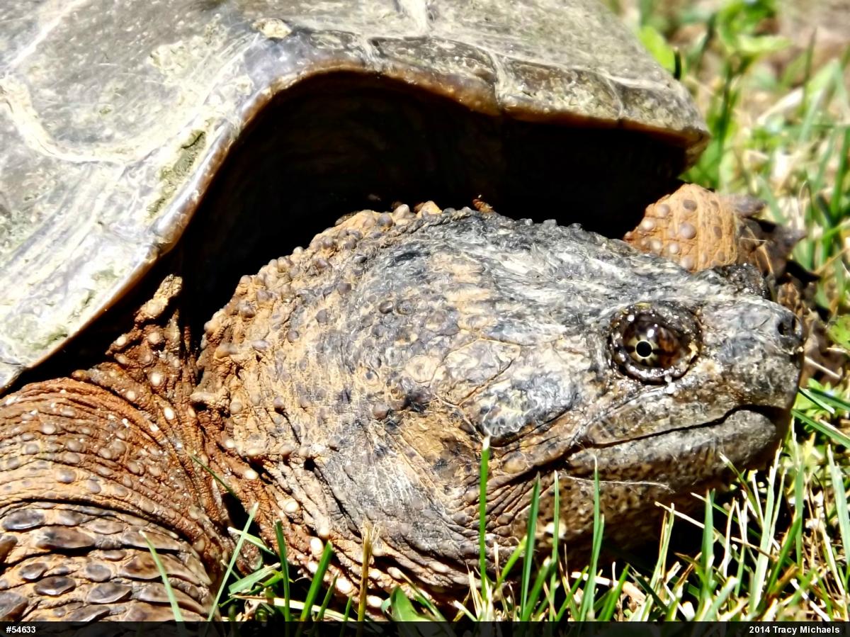 Snapping Turtle