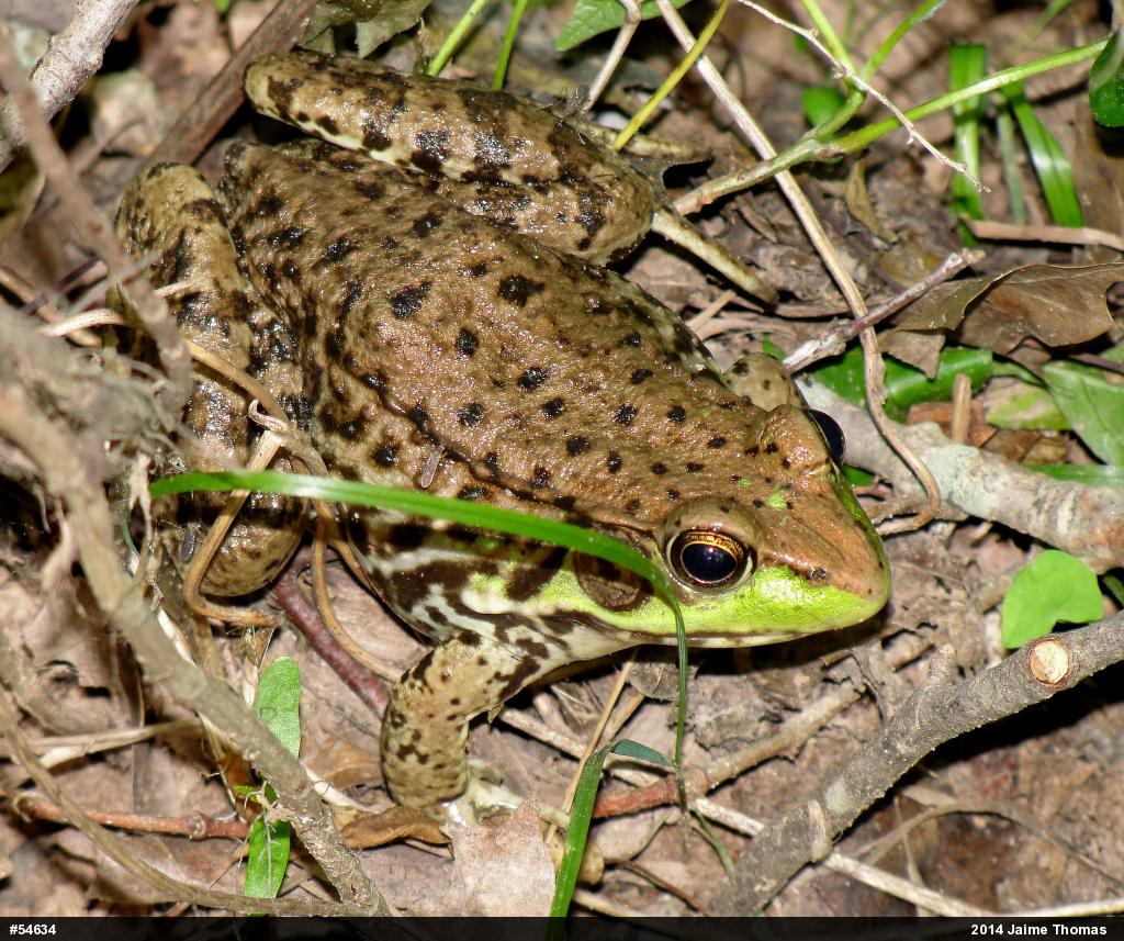 Green Frog