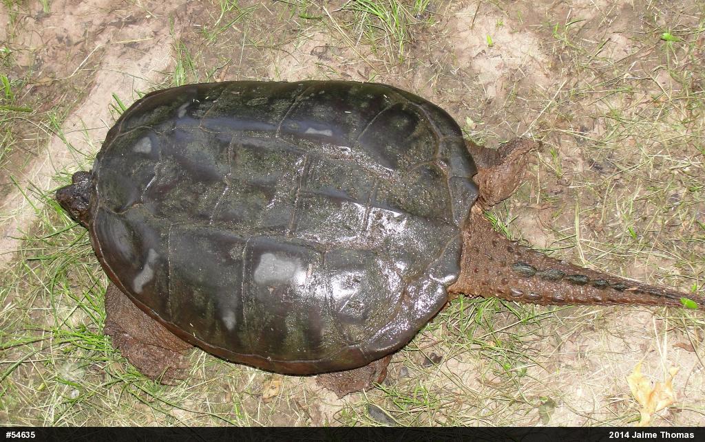 Snapping Turtle
