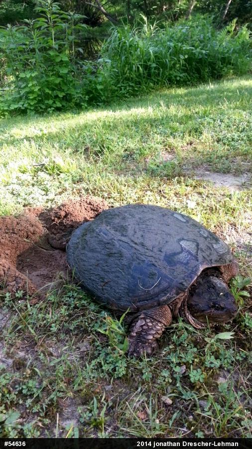 Snapping Turtle