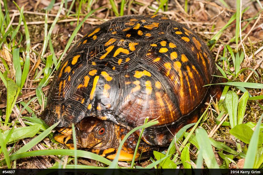 Eastern Box Turtle