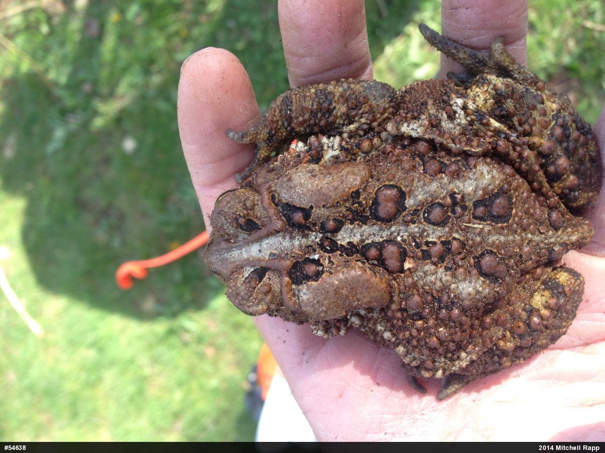 Eastern American Toad