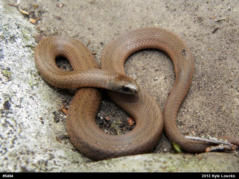 Mountain Earthsnake