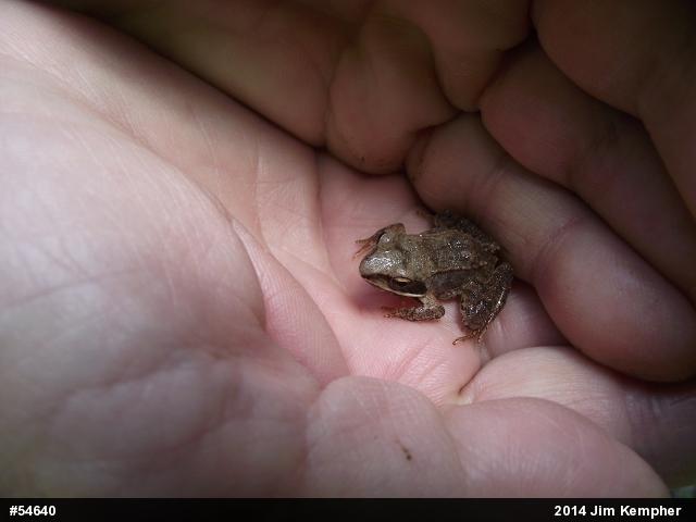 Wood Frog