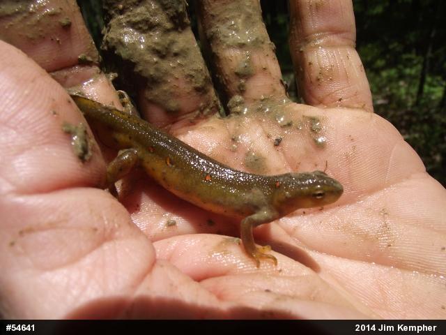 Red-spotted Newt
