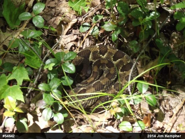 Timber Rattlesnake