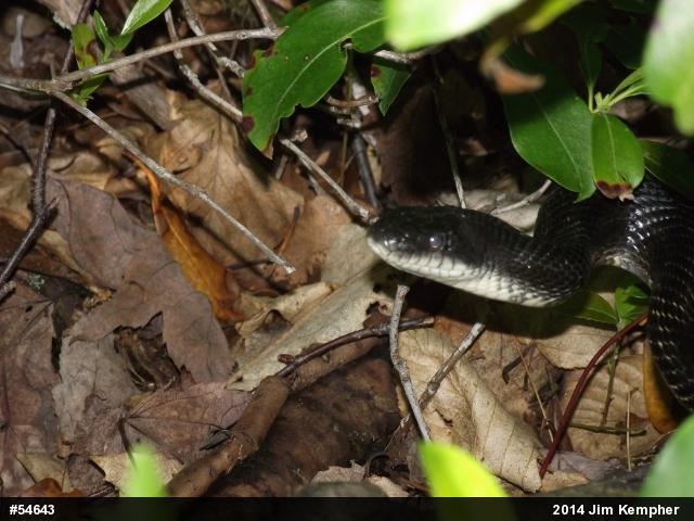 Eastern Ratsnake