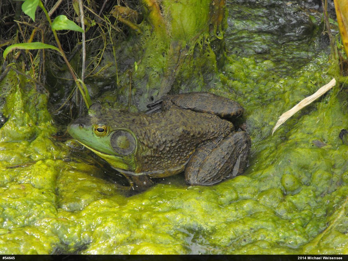 American Bullfrog