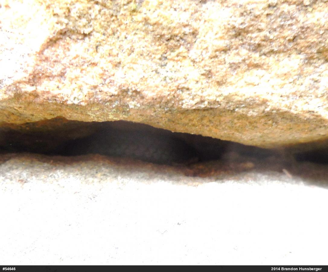 Northern Ring-necked Snake