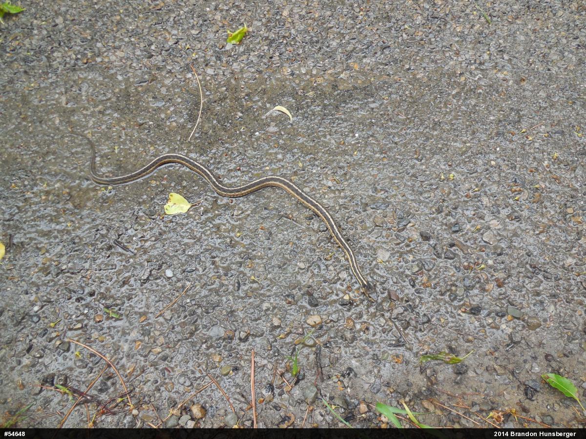 Eastern Gartersnake