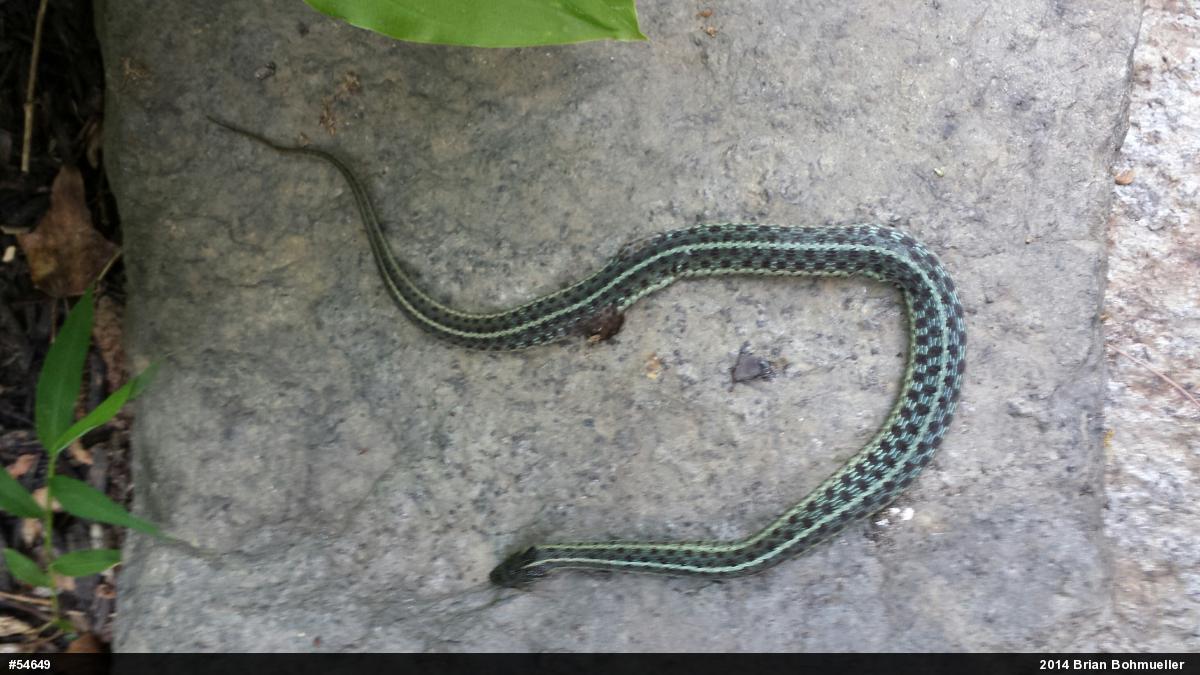 Eastern Gartersnake