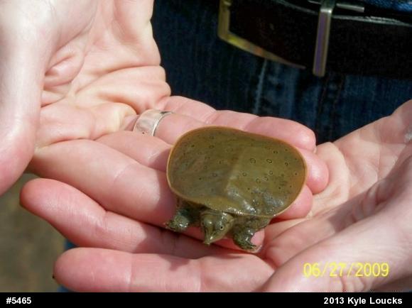 Eastern Spiny Softshell