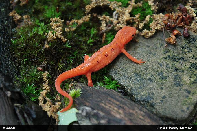Red-spotted Newt