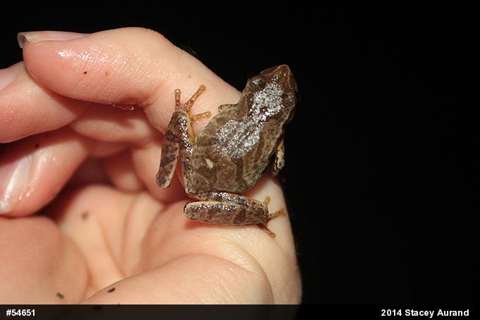 Spring Peeper