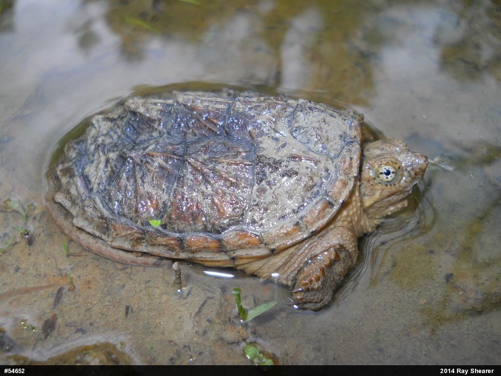 Snapping Turtle