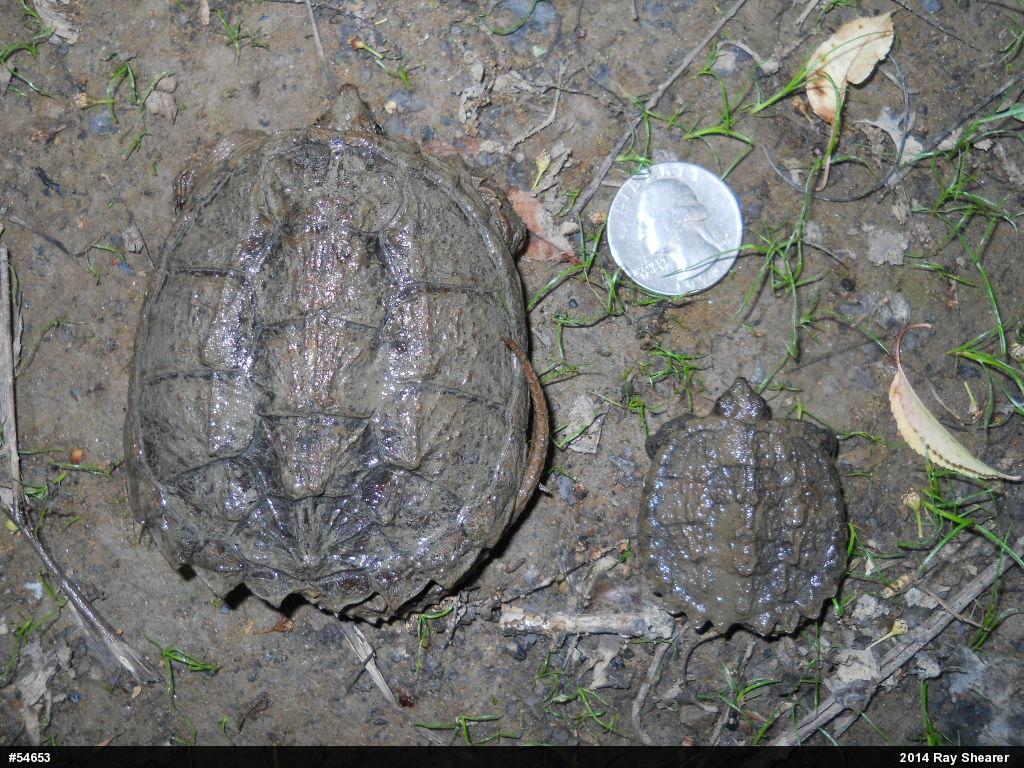 Snapping Turtle