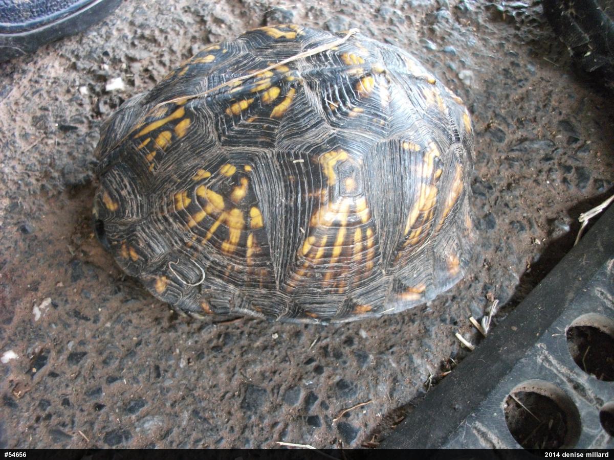 Eastern Box Turtle