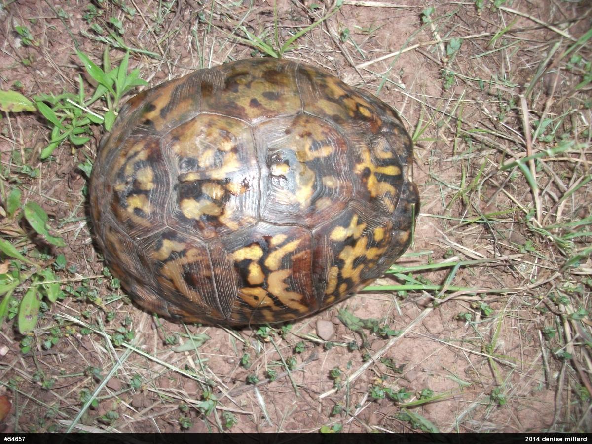 Eastern Box Turtle