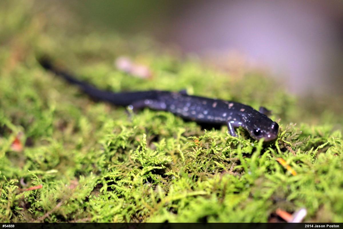Wehrle's Salamander