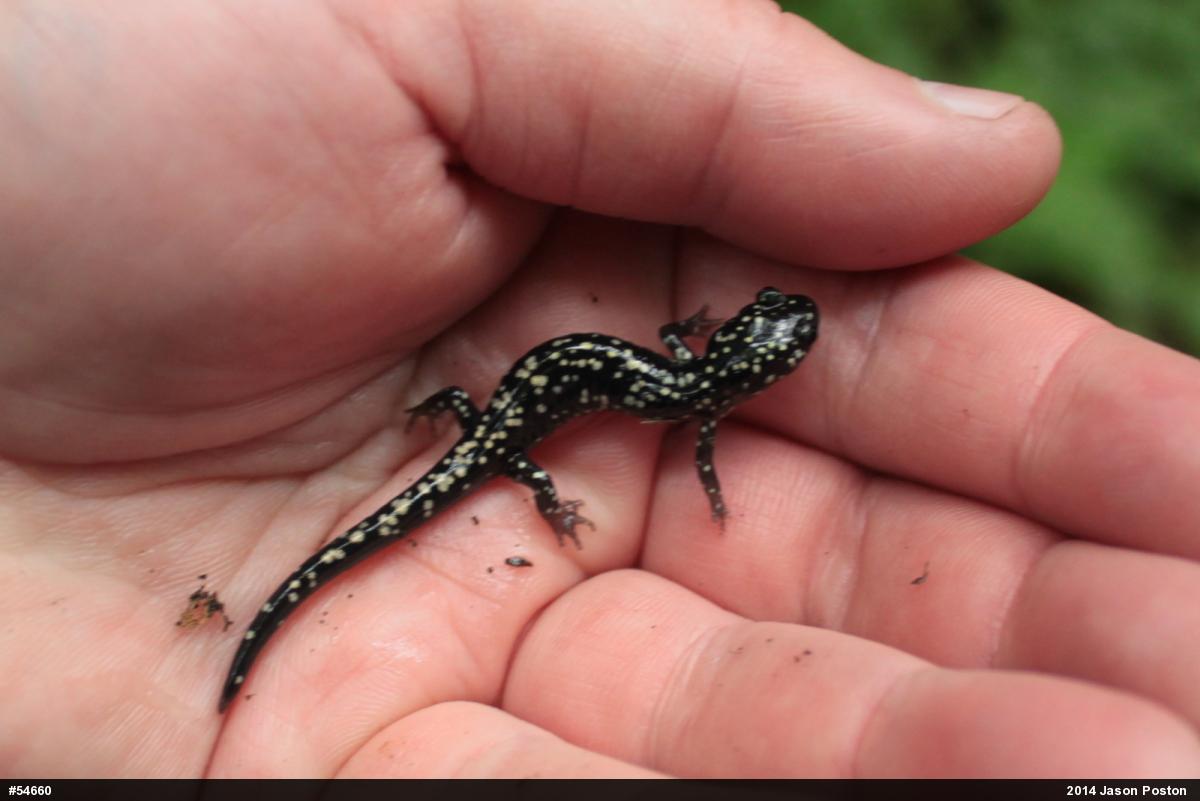 Northern Slimy Salamander