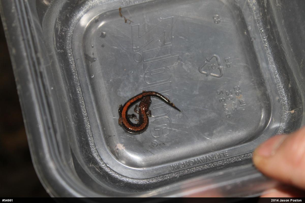 Eastern Red-backed  Salamander