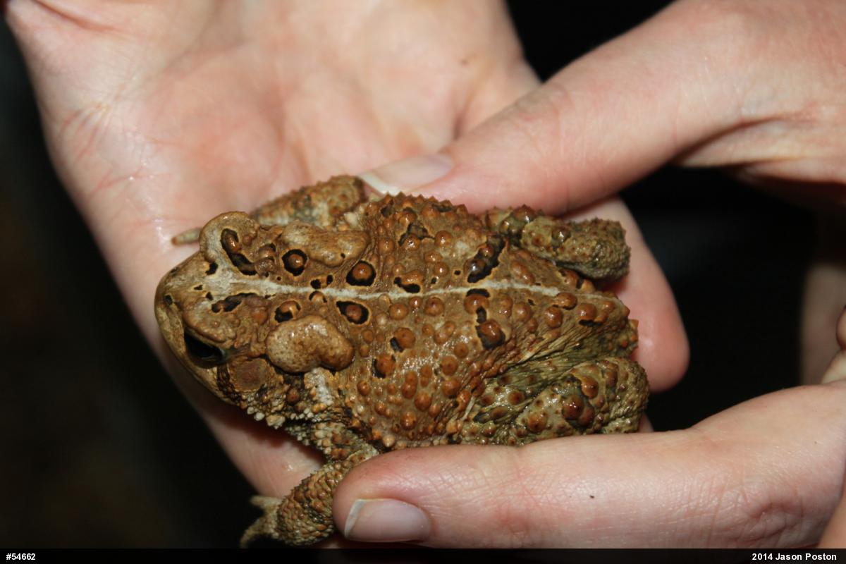 Eastern American Toad