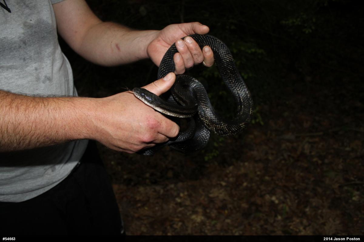 Eastern Ratsnake