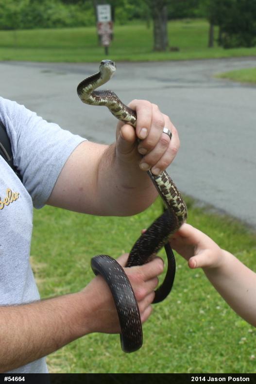 Eastern Ratsnake