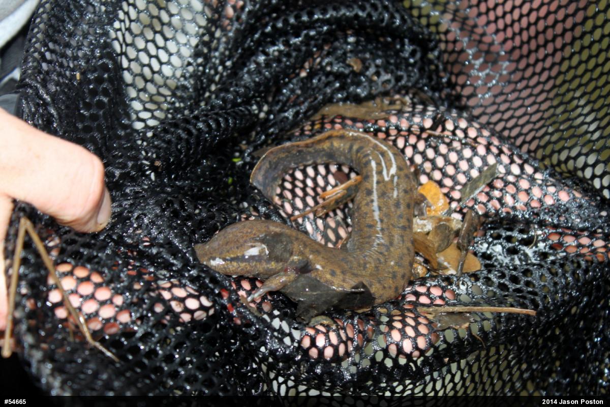 Common Mudpuppy