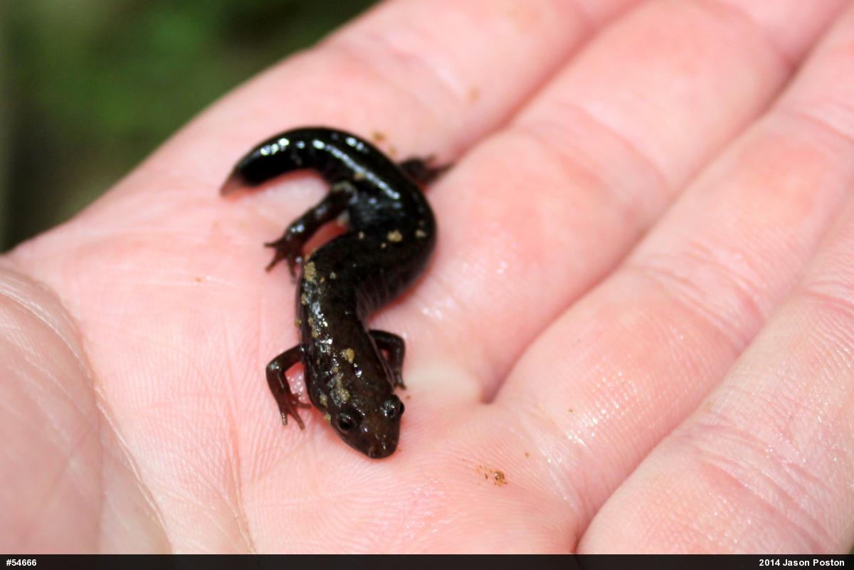Allegheny Mountain Dusky Salamander