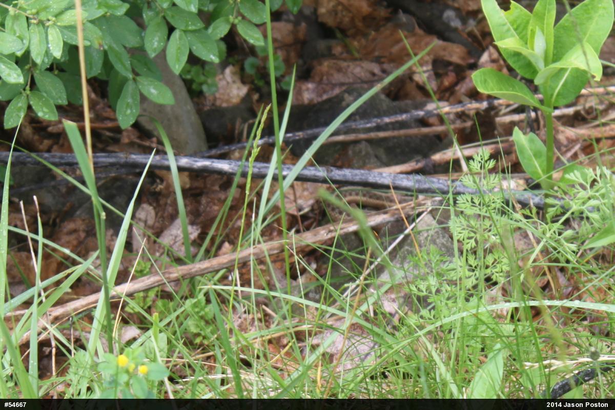 Eastern Gartersnake