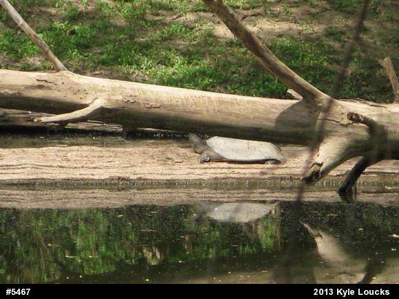 Eastern Spiny Softshell