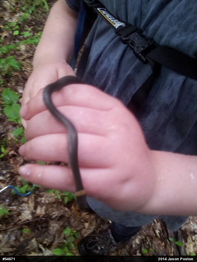 Northern Ring-necked Snake