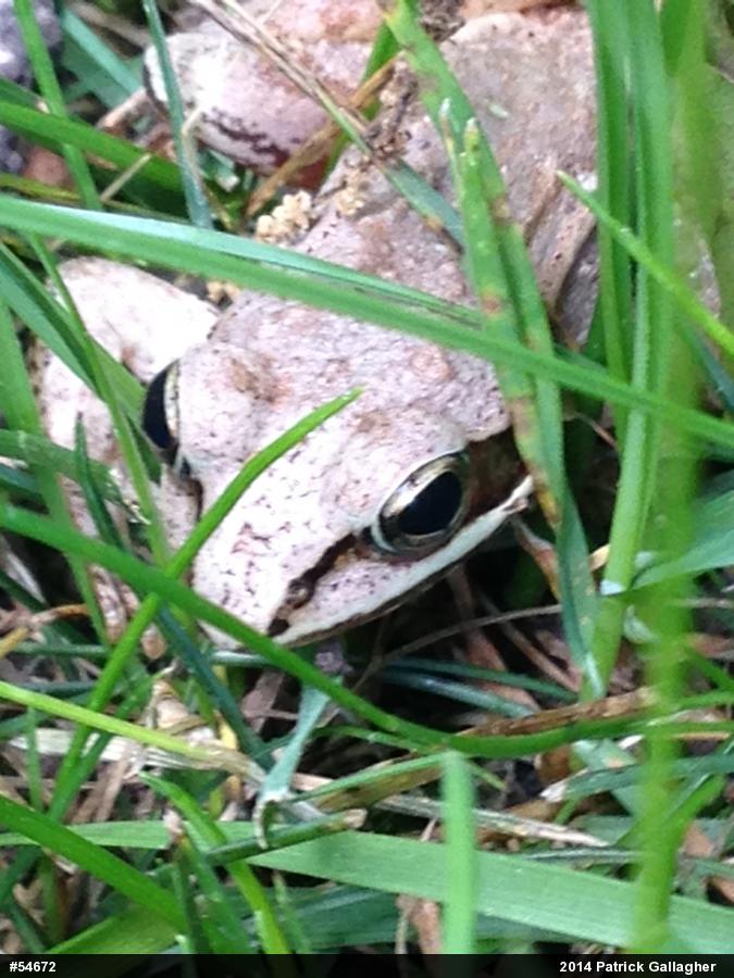 Wood Frog