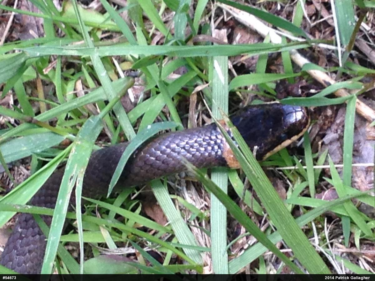 Northern Ring-necked Snake