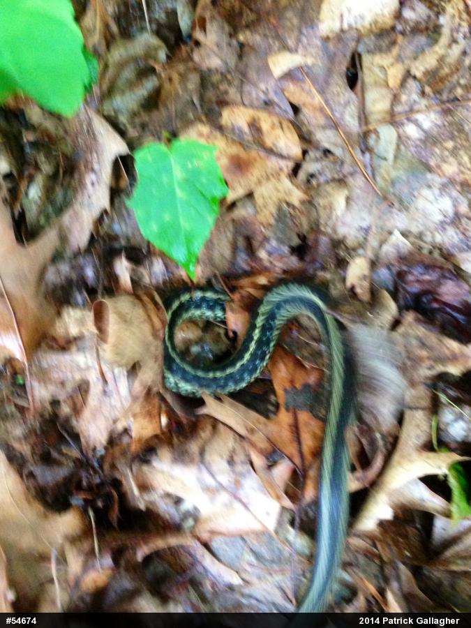 Eastern Gartersnake