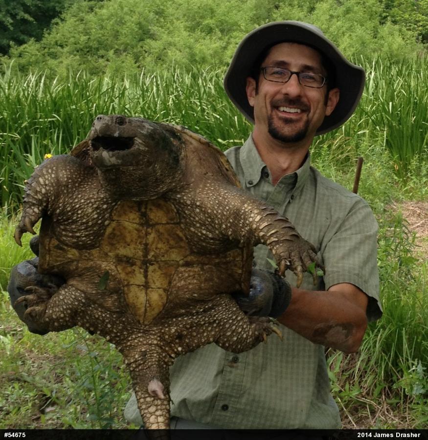 Snapping Turtle