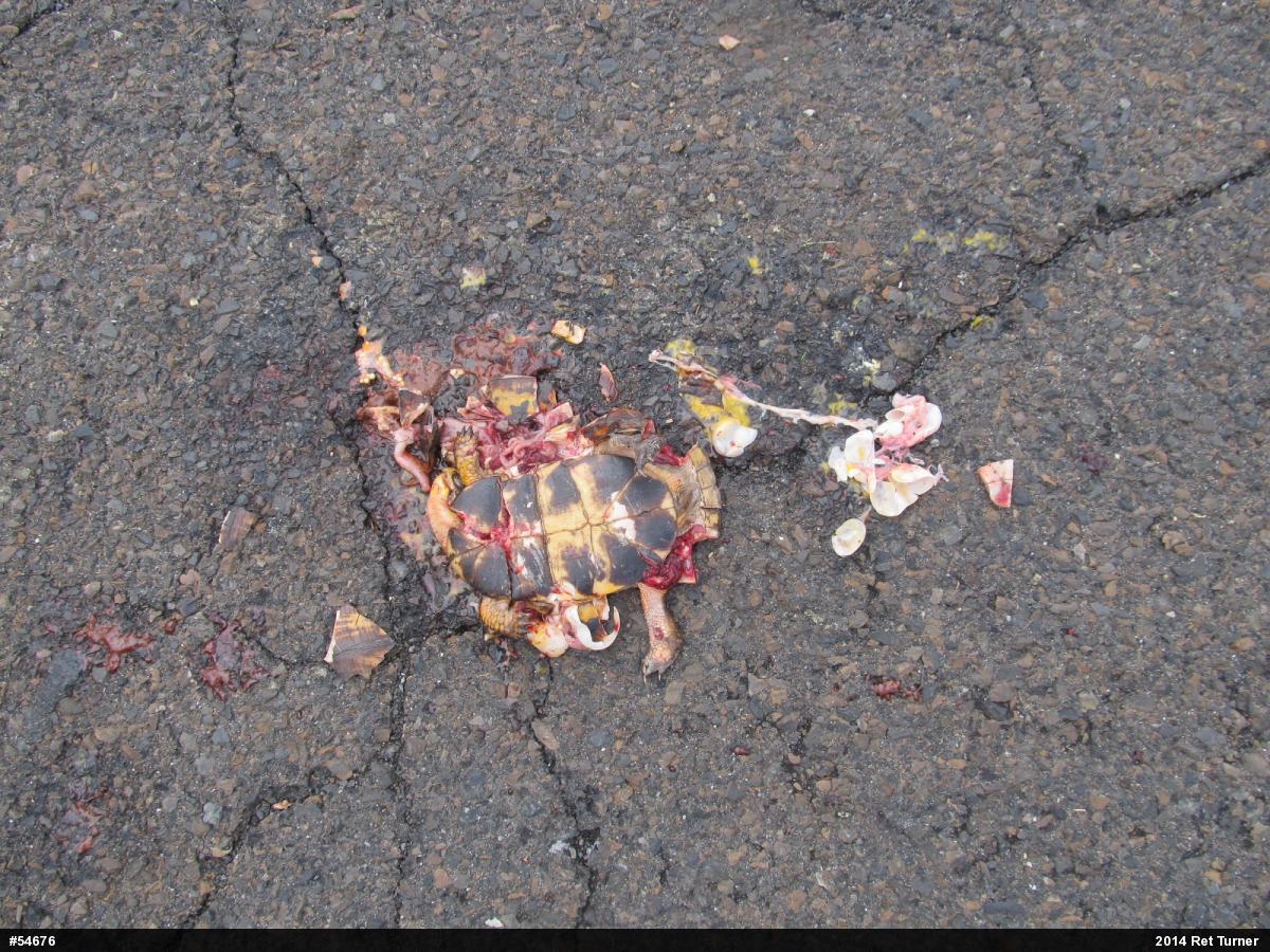 Eastern Box Turtle