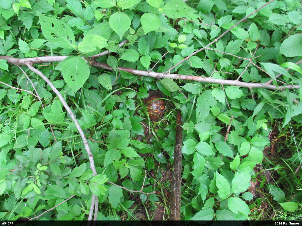 Eastern Box Turtle