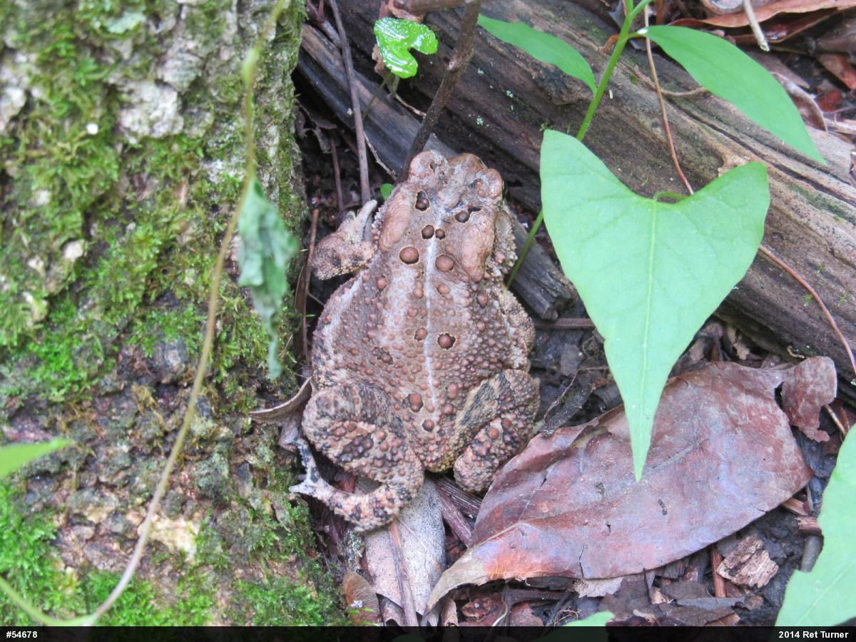Eastern American Toad