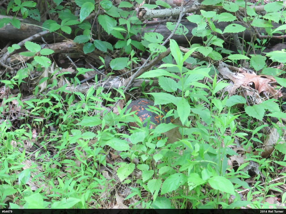 Eastern Box Turtle