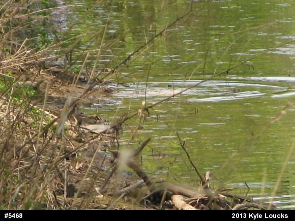 Eastern Spiny Softshell