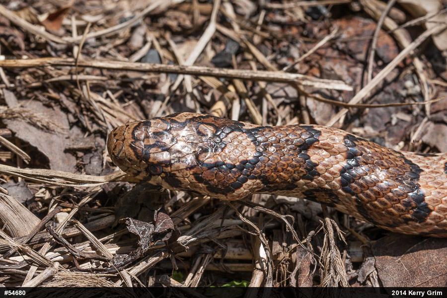 Eastern Milksnake